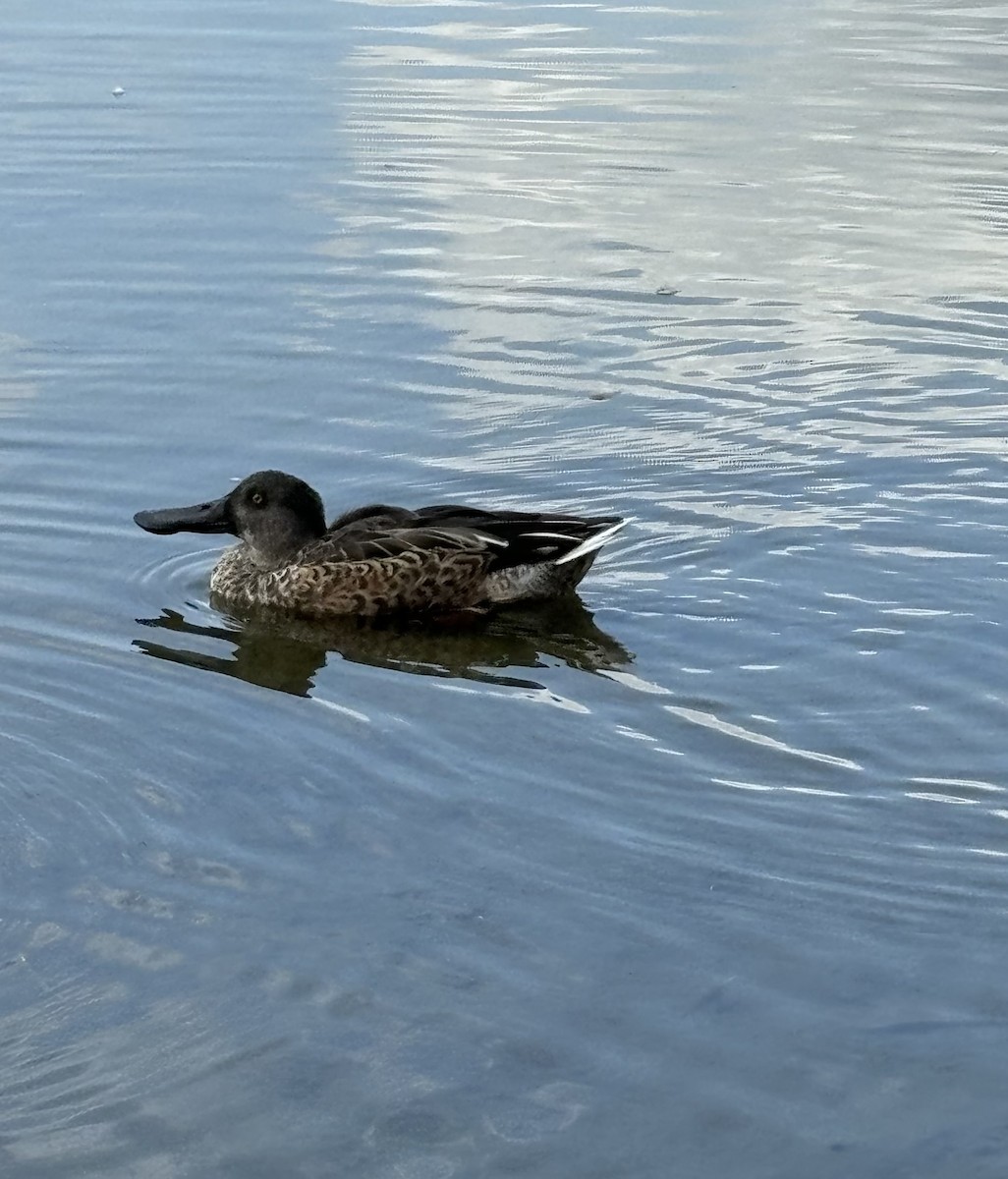 Northern Shoveler - ML624225387