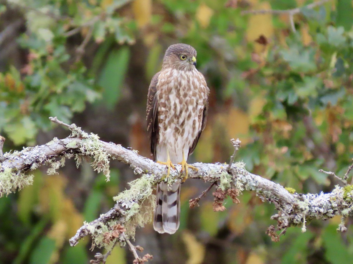 Sharp-shinned Hawk - ML624225418