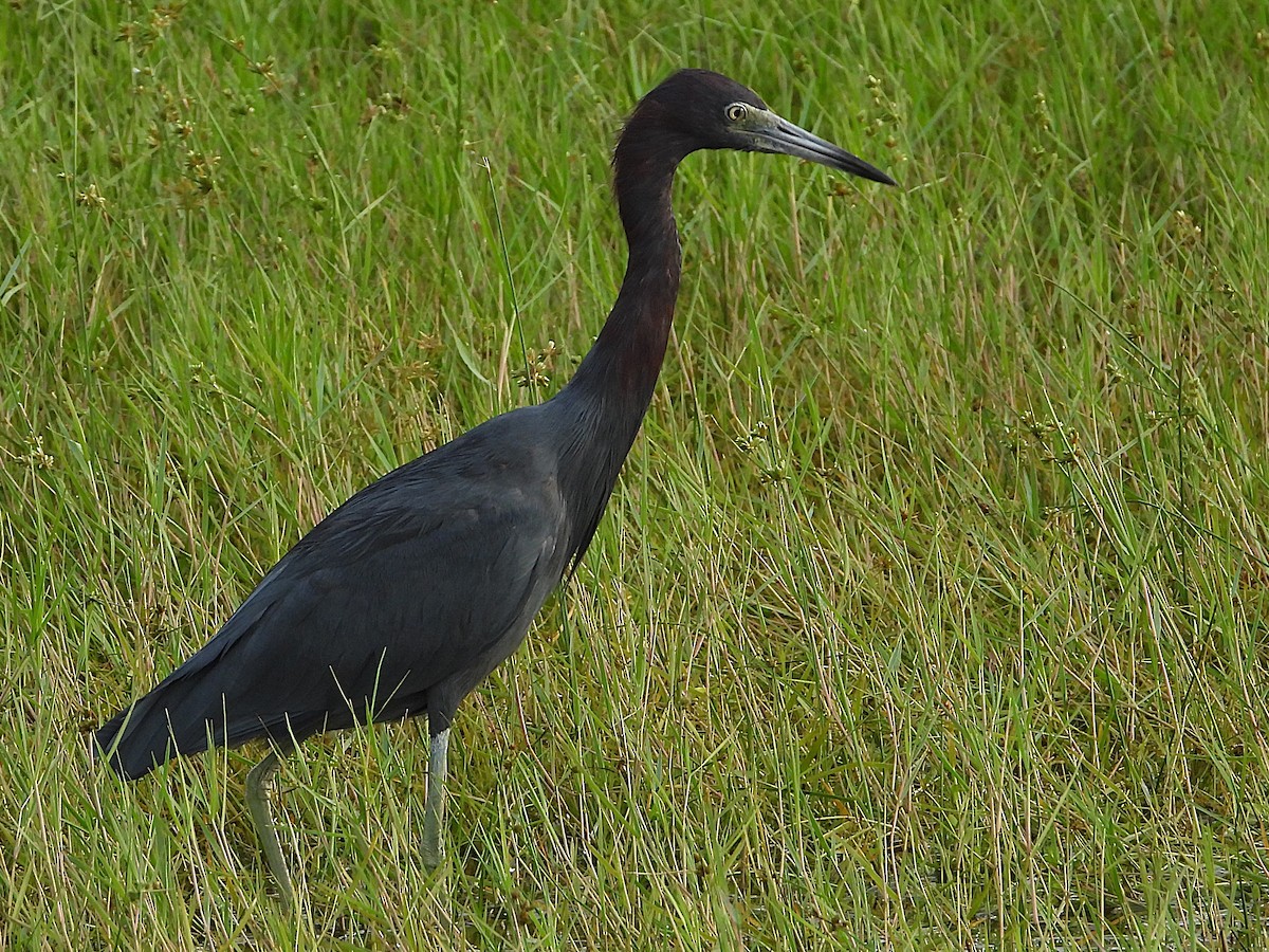 Little Blue Heron - ML624225421