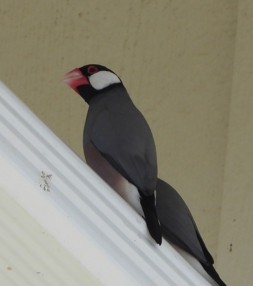 Java Sparrow - ML624225424