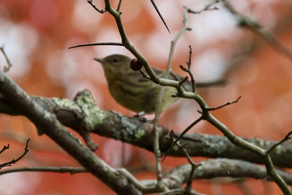 Kirtland's Warbler - ML624225452