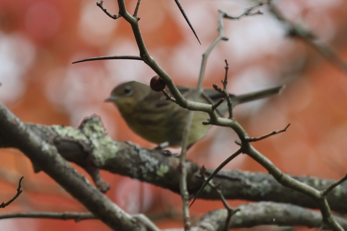 Kirtland's Warbler - ML624225453