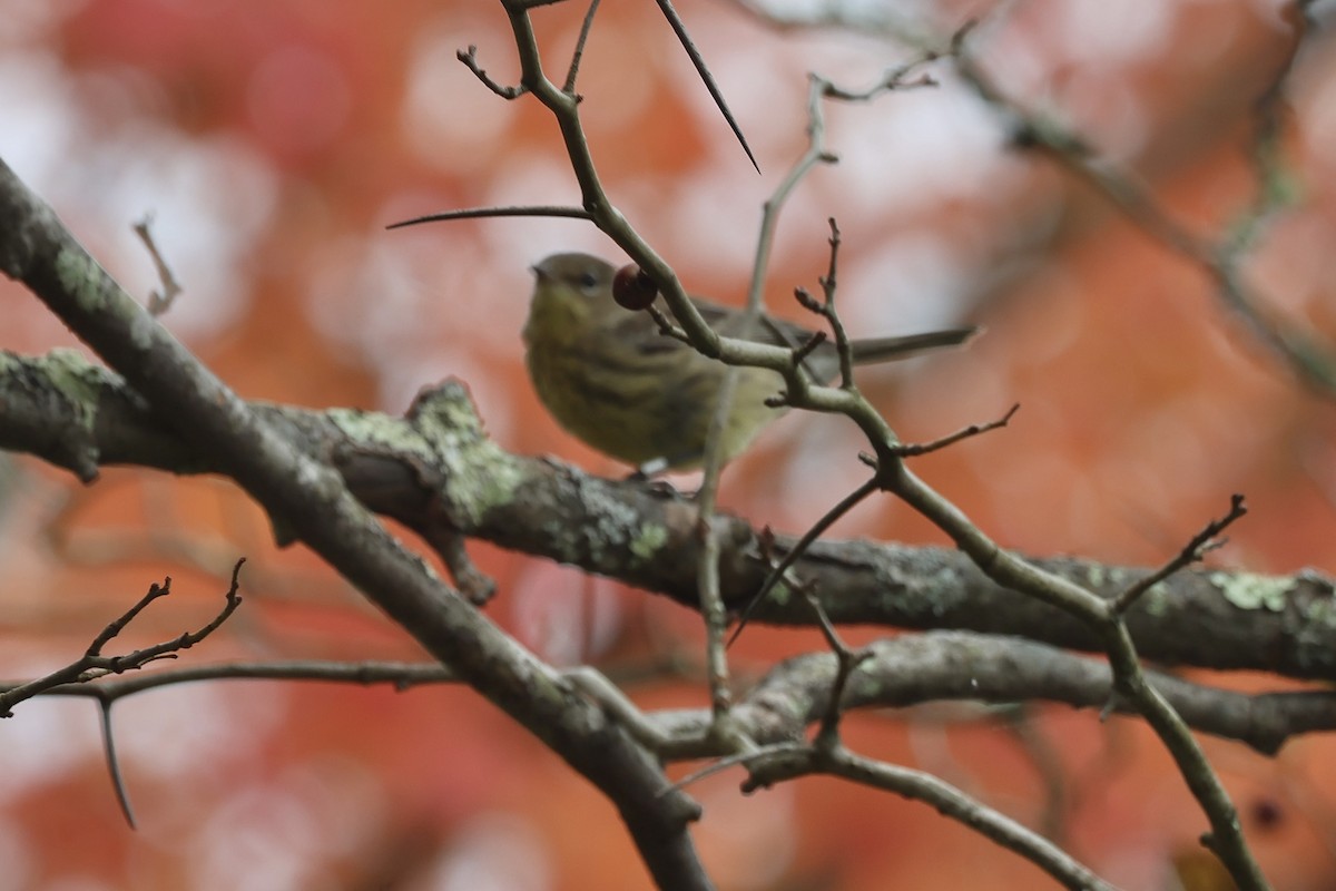 Kirtland's Warbler - ML624225454