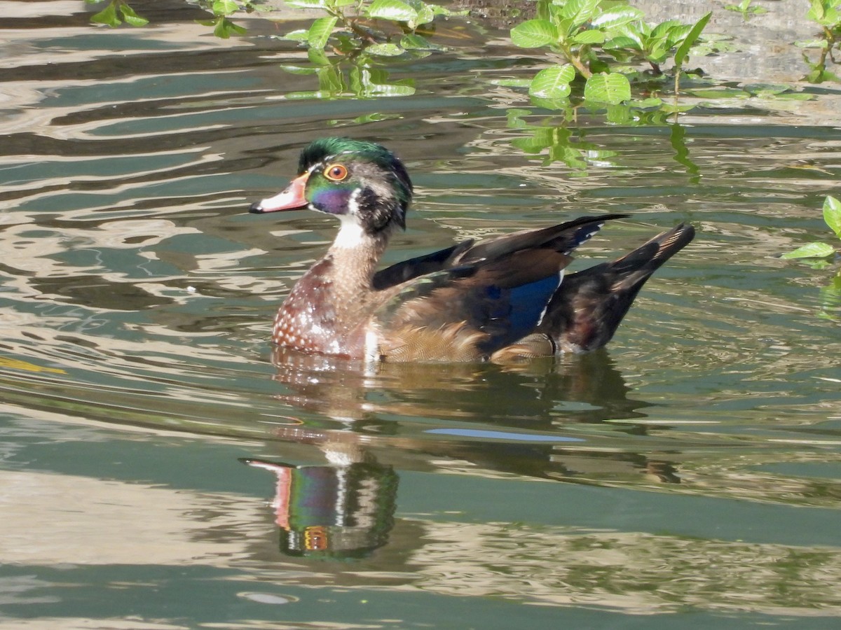 Wood Duck - ML624225466