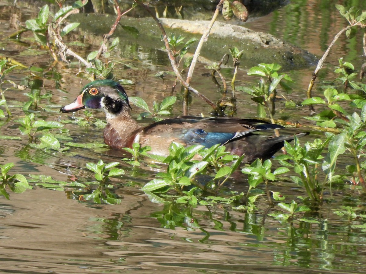 Wood Duck - ML624225468