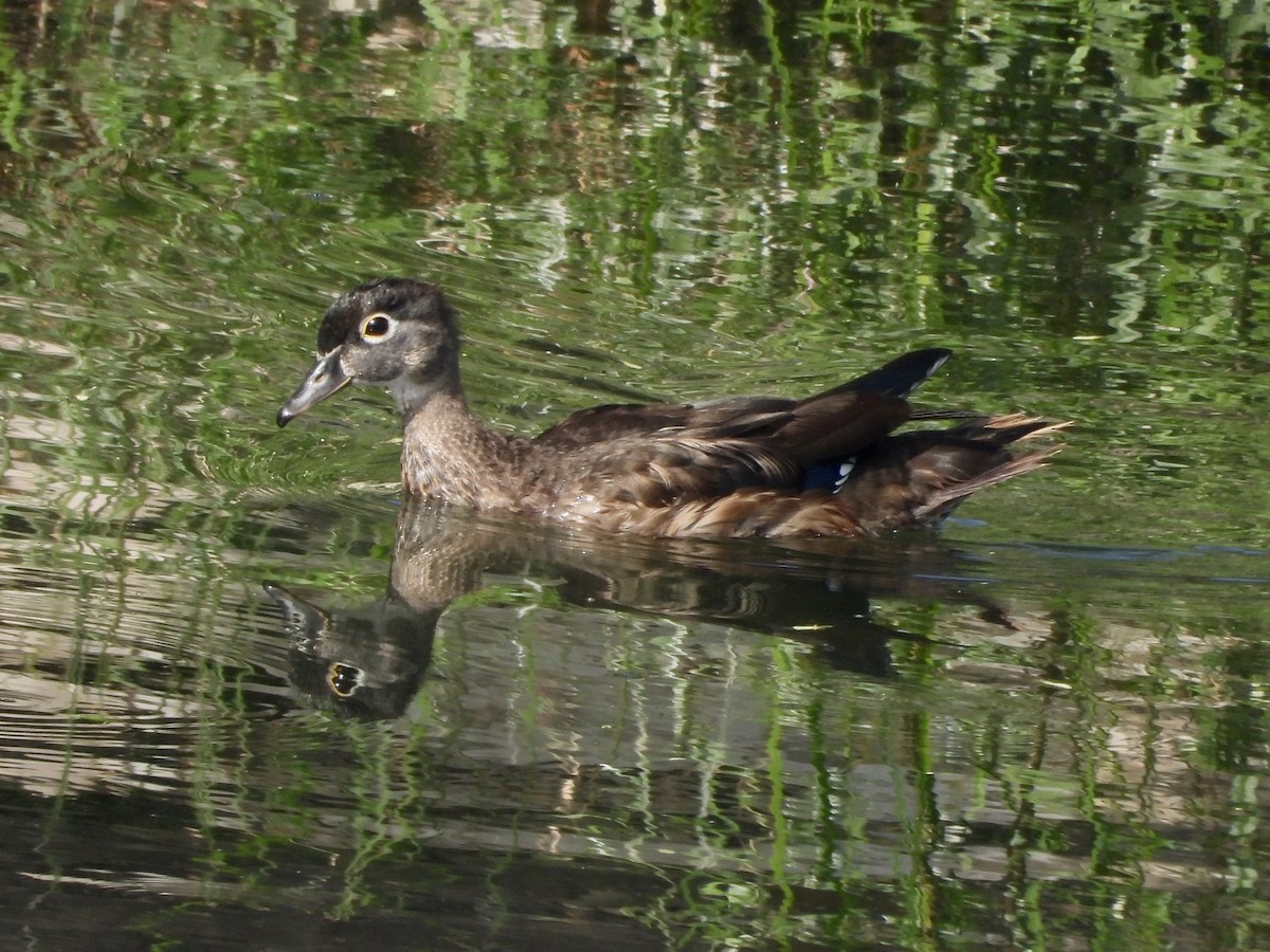 Wood Duck - ML624225479