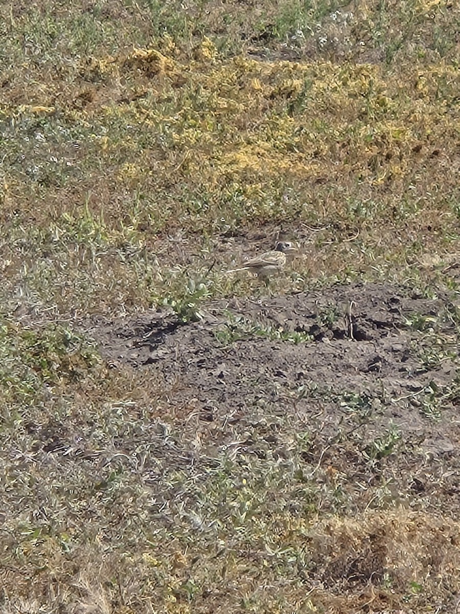 Sprague's Pipit - ML624225486