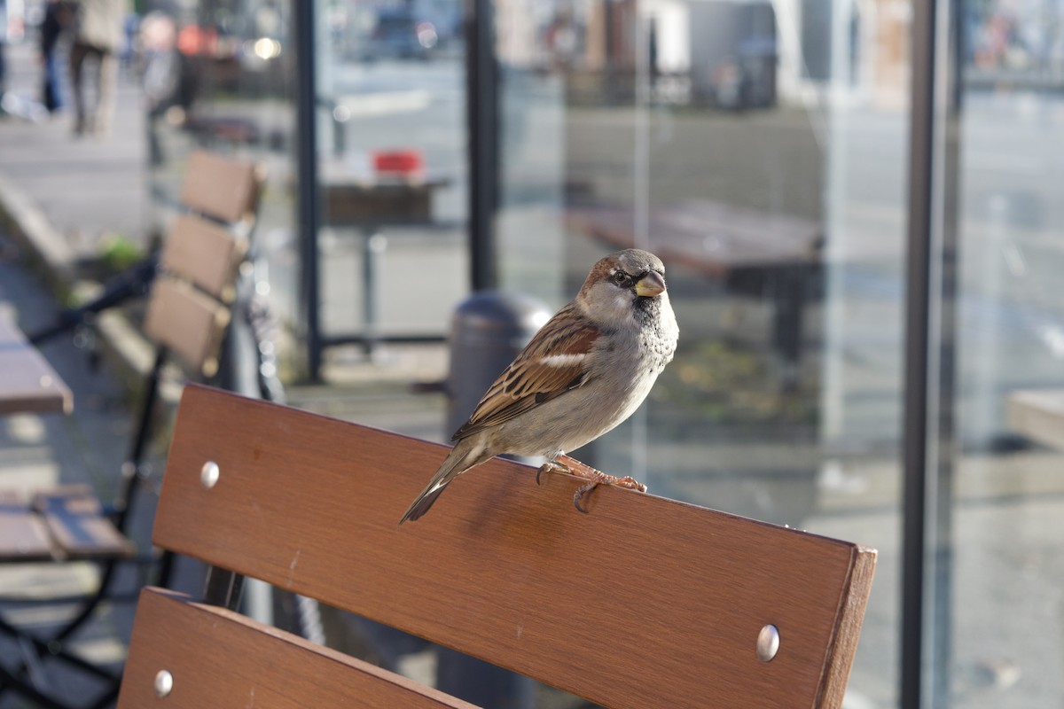 Moineau domestique - ML624225487