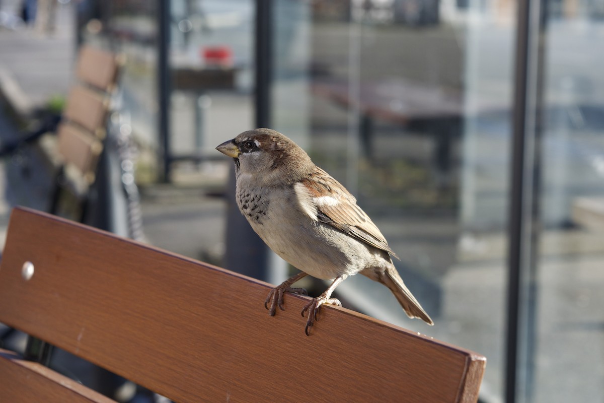 House Sparrow - Sebastien Lachance