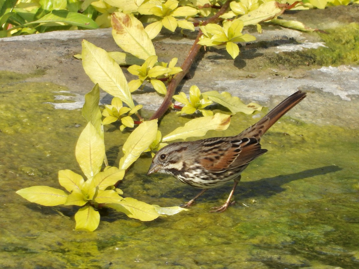 Song Sparrow - ML624225490