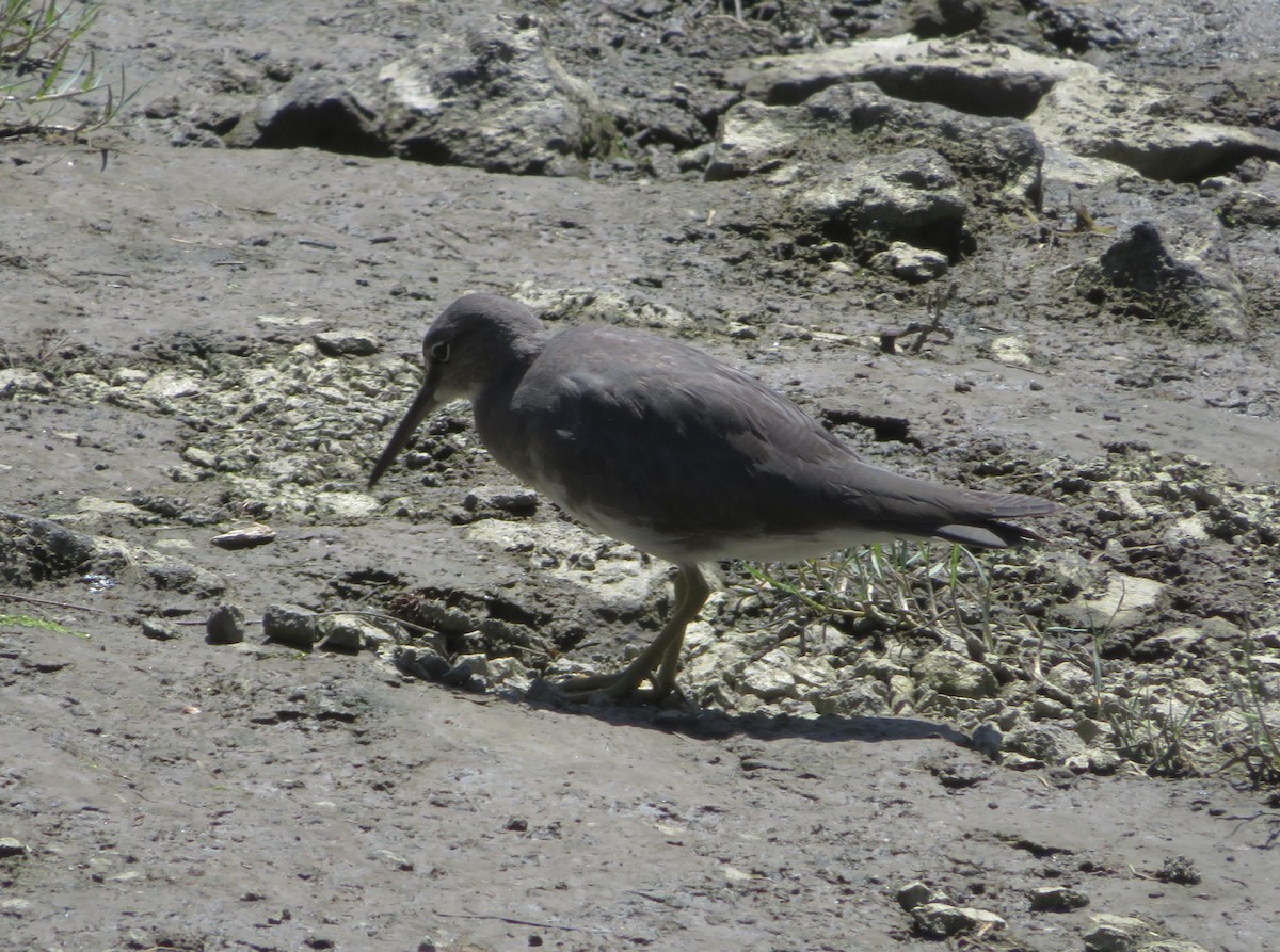 Wandering Tattler - ML624225493