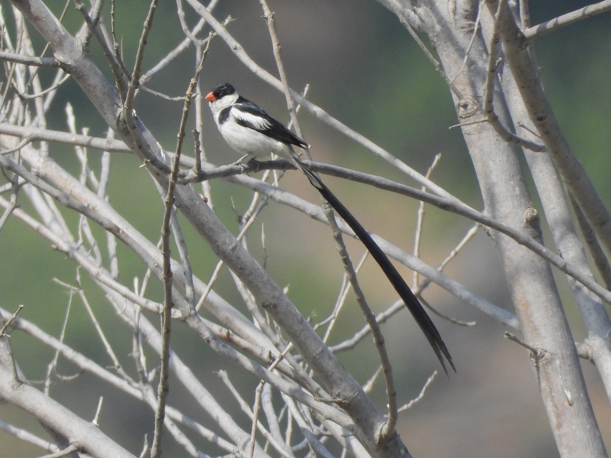 Pin-tailed Whydah - ML624225495