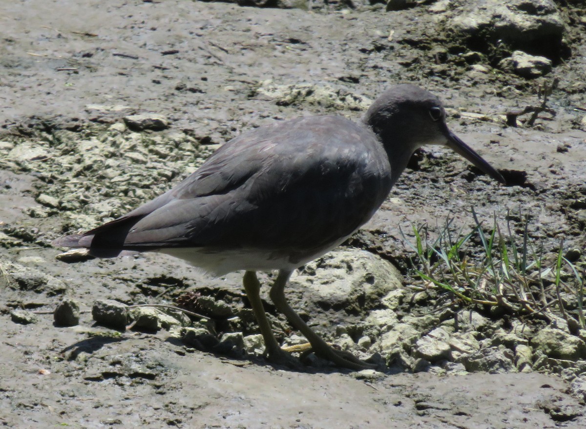 Wandering Tattler - ML624225498