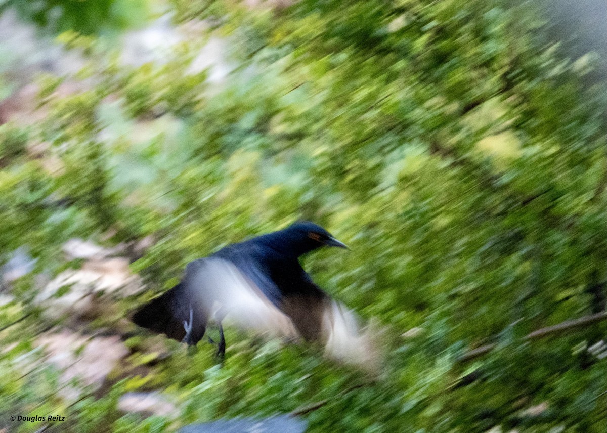 Pale-winged Starling - ML624225502