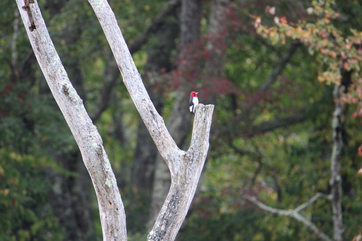 Red-headed Woodpecker - ML624225507