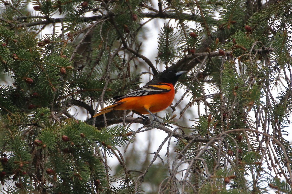 Baltimore Oriole - Daniel  Bellich