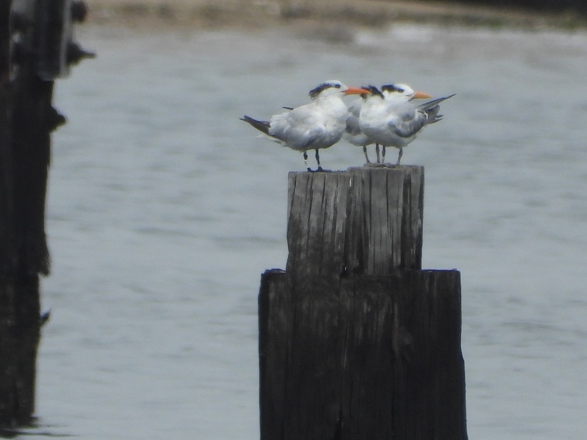 Royal Tern - ML624225510