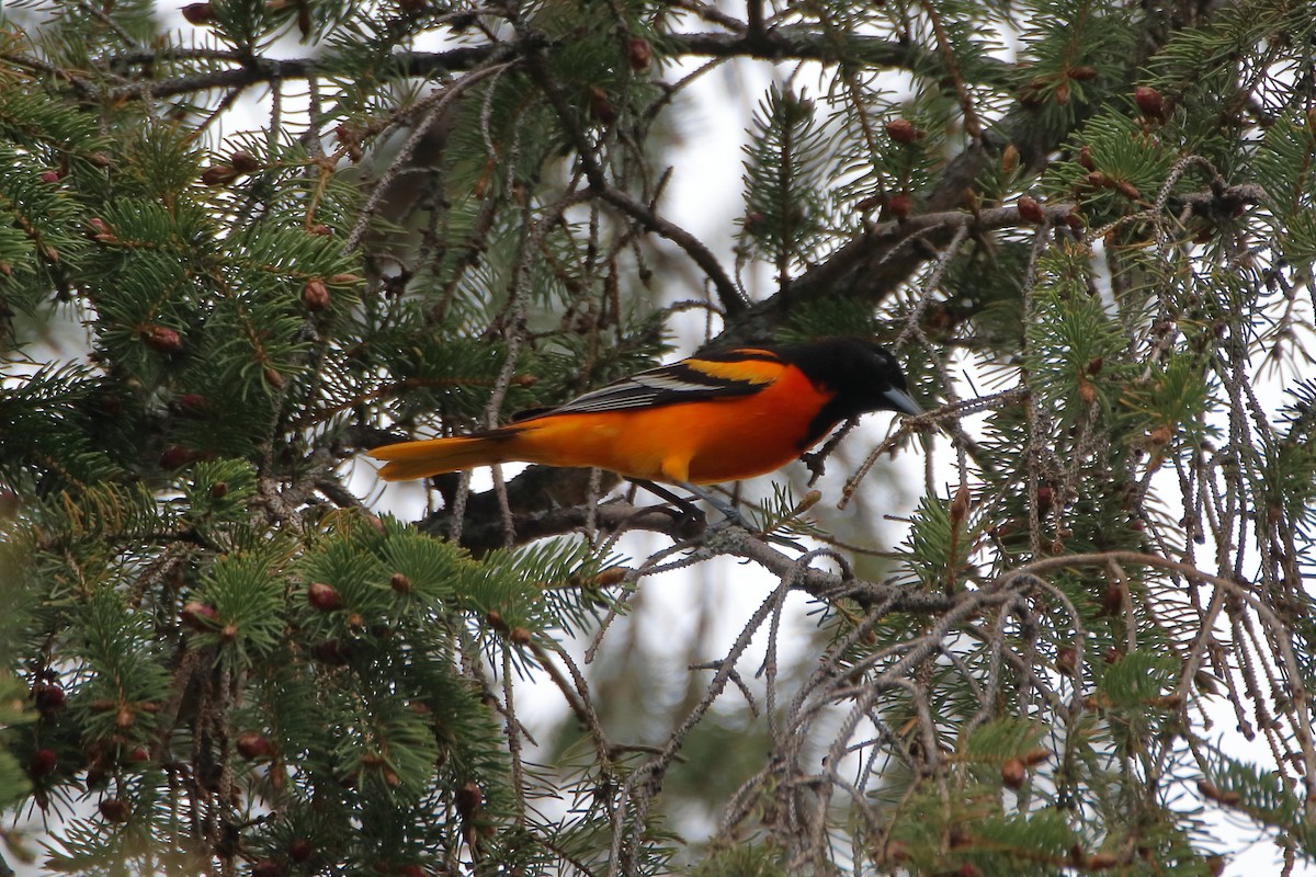 Baltimore Oriole - ML624225512