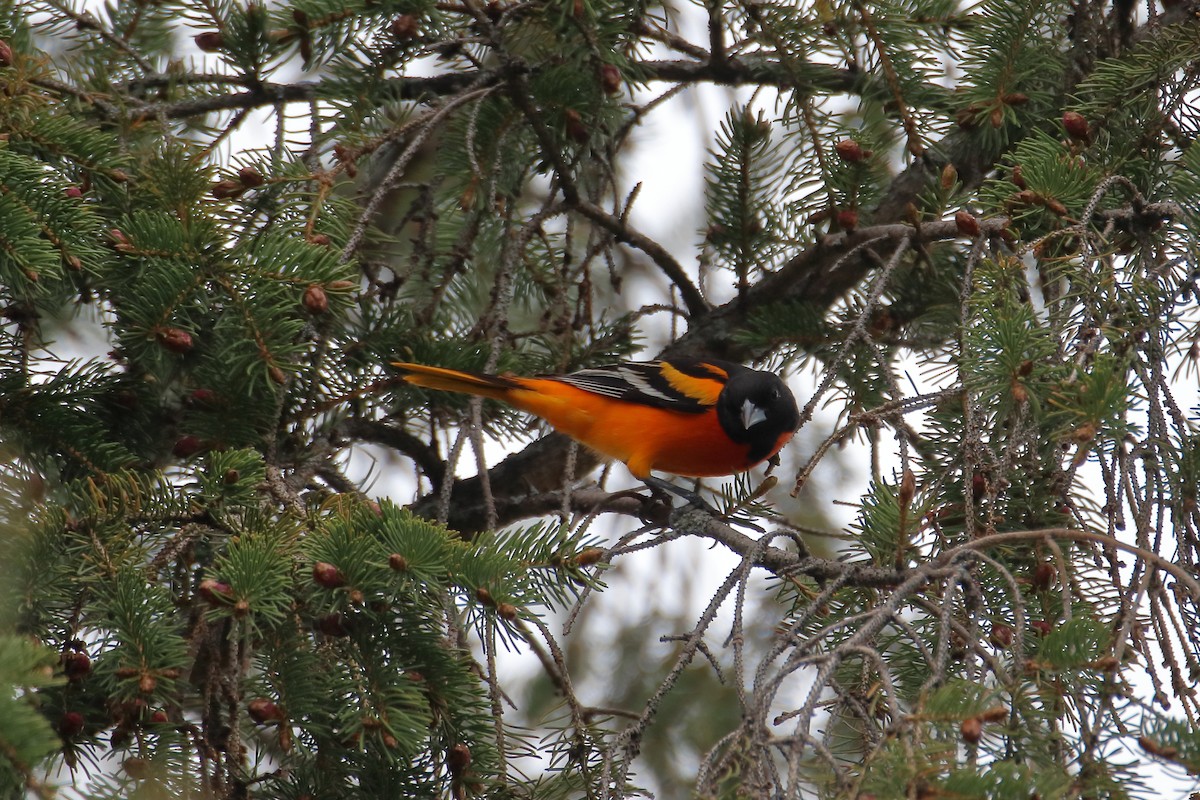 Baltimore Oriole - ML624225513