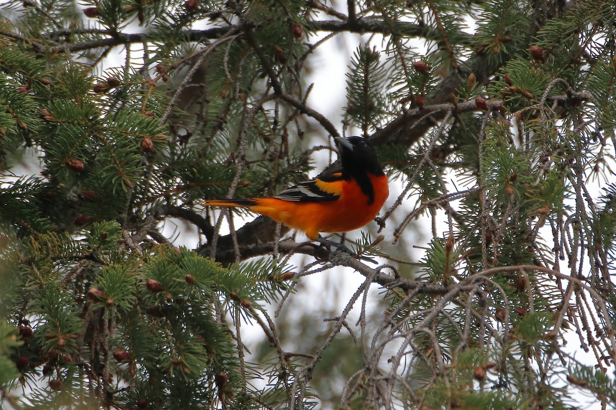 Baltimore Oriole - ML624225514