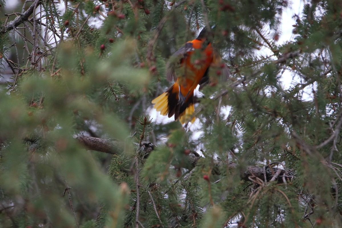 Baltimore Oriole - ML624225517