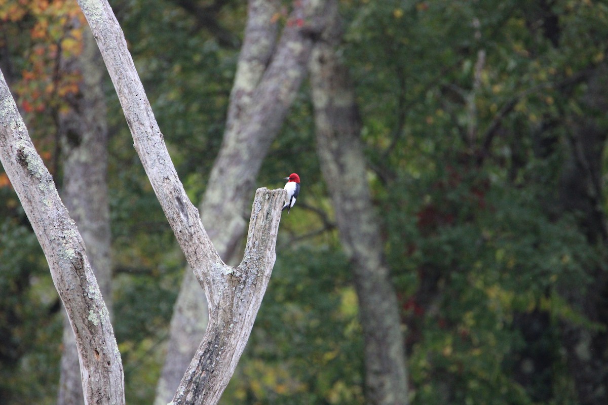 Red-headed Woodpecker - ML624225521