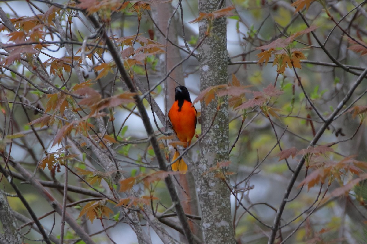 Baltimore Oriole - ML624225525