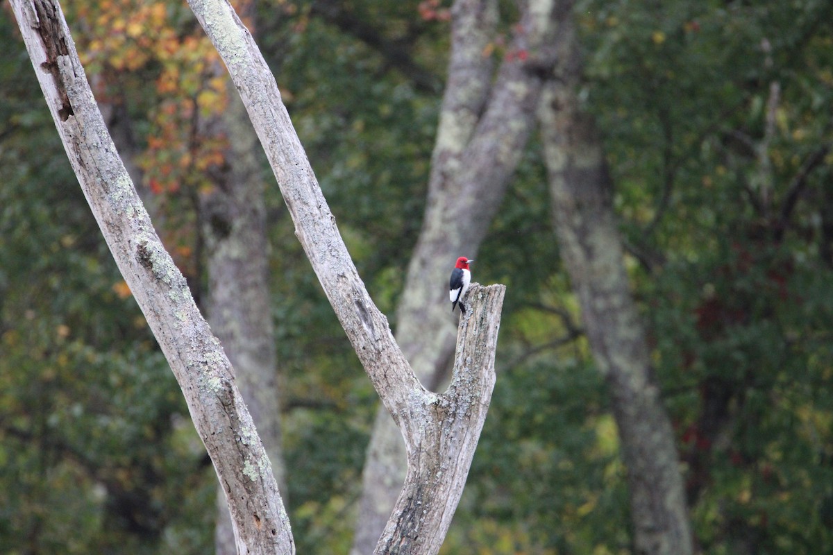 Red-headed Woodpecker - ML624225529