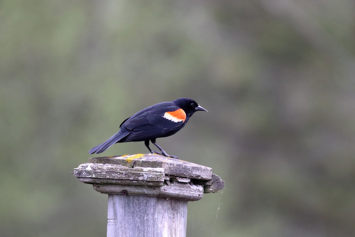 Red-winged Blackbird (Red-winged) - ML624225530