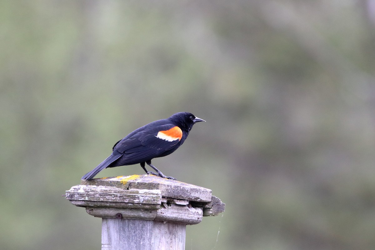 Red-winged Blackbird (Red-winged) - ML624225532