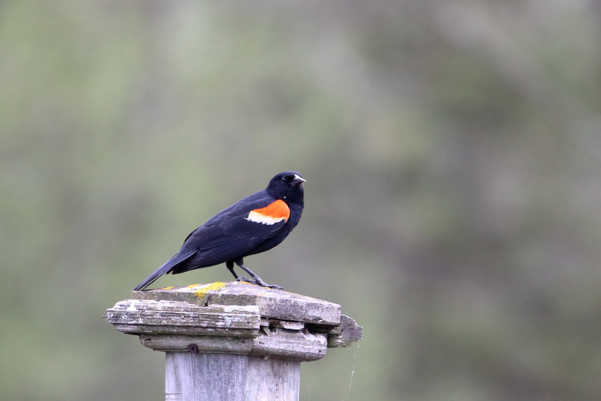 Red-winged Blackbird (Red-winged) - ML624225534