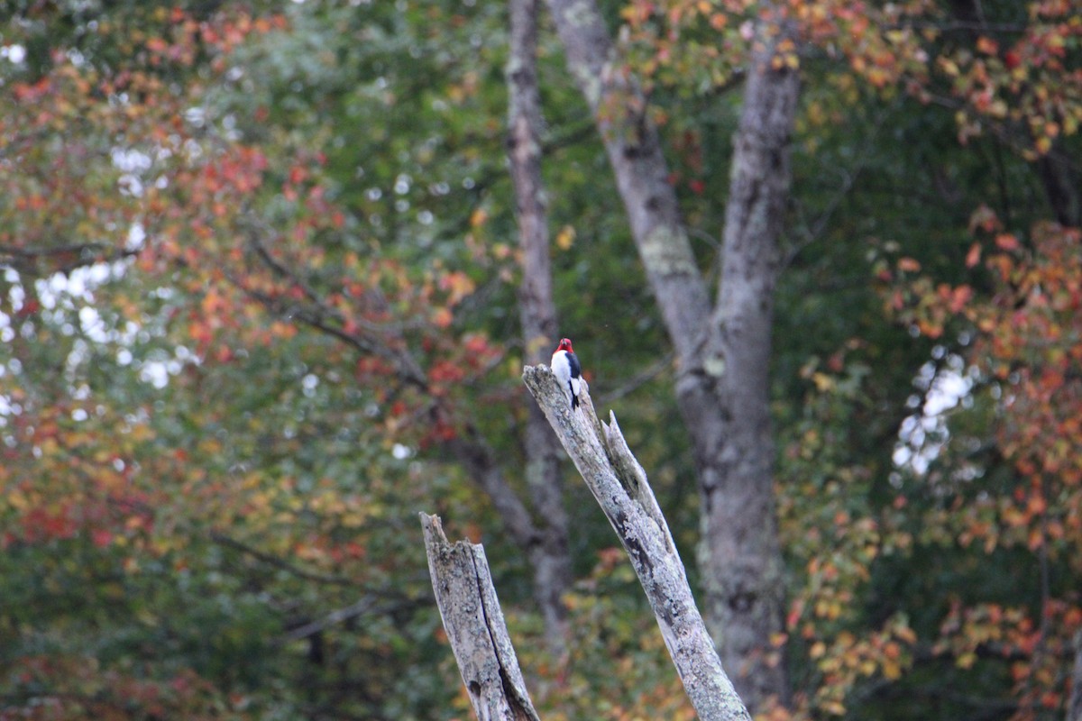 Red-headed Woodpecker - ML624225540