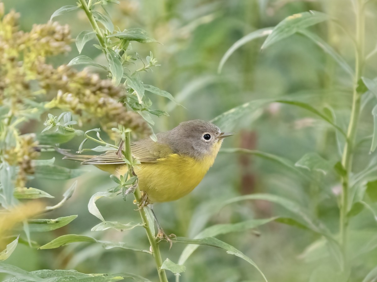 Nashville Warbler - Tori Martel