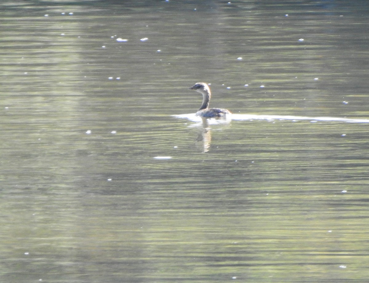 Pied-billed Grebe - ML624225552