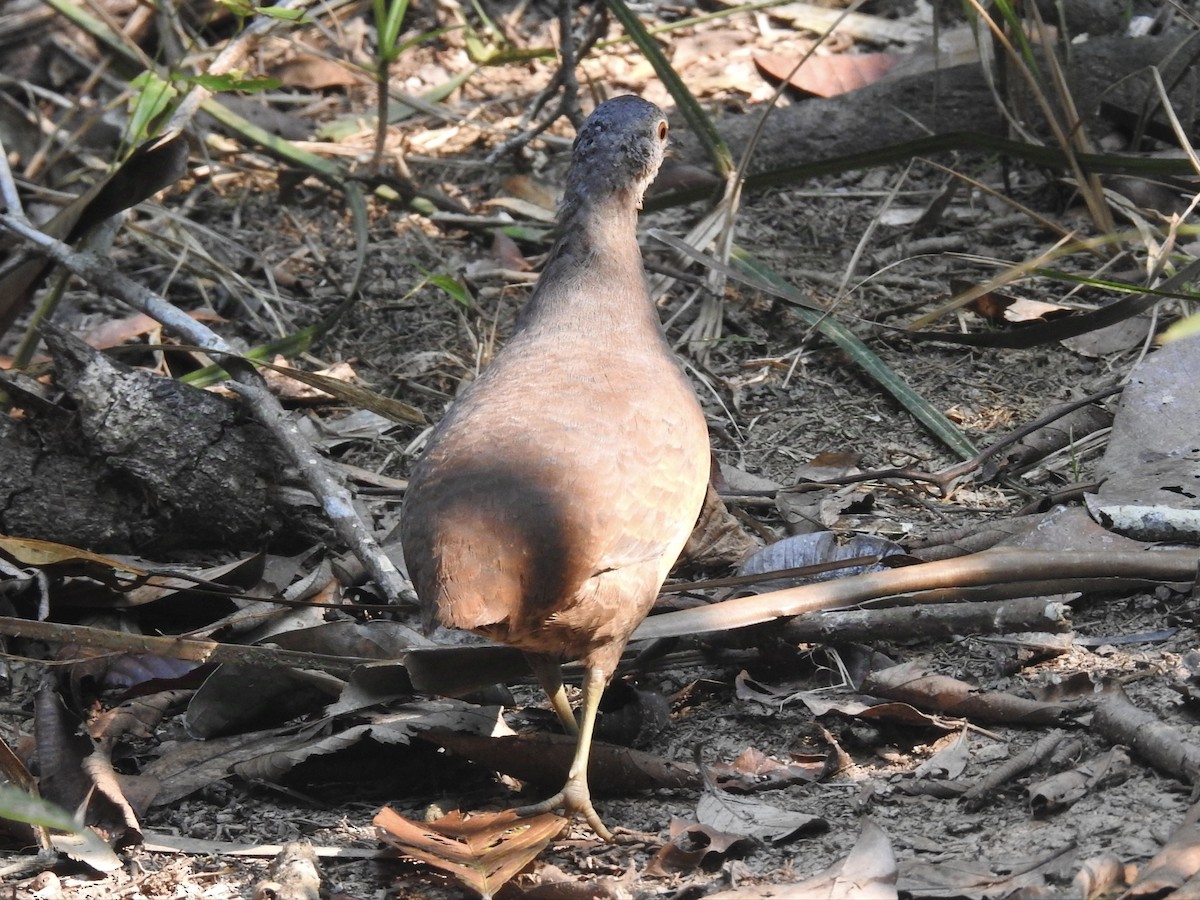 Little Tinamou - ML624225627