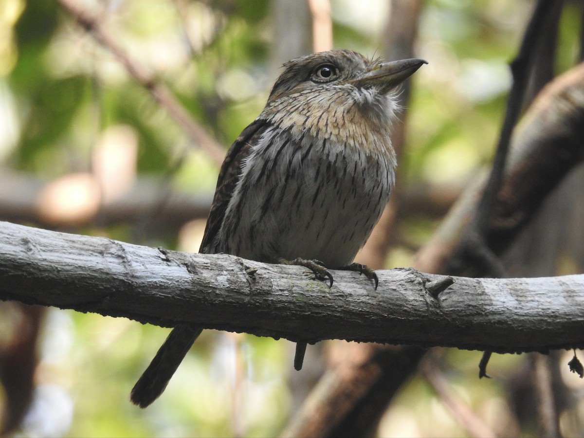 Western Striolated-Puffbird - ML624225633