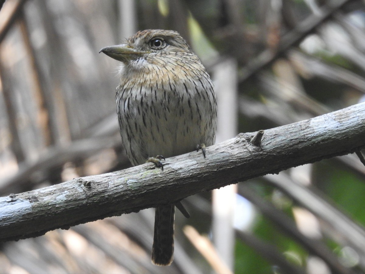 Western Striolated-Puffbird - ML624225634