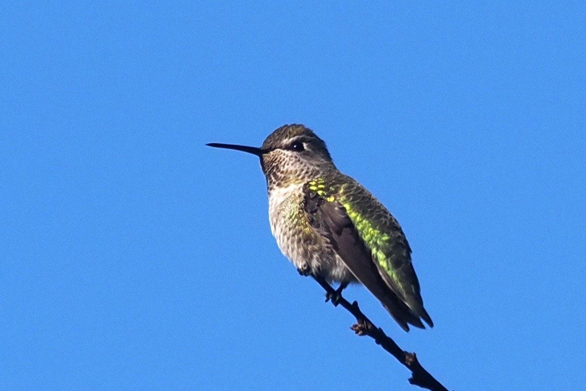 Colibrí de Anna - ML624225636