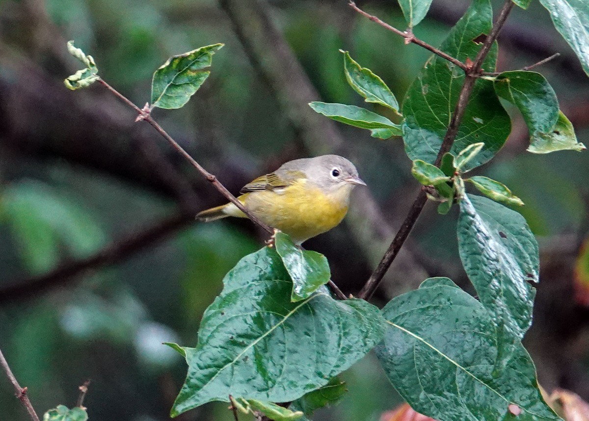 Nashville Warbler - ML624225638