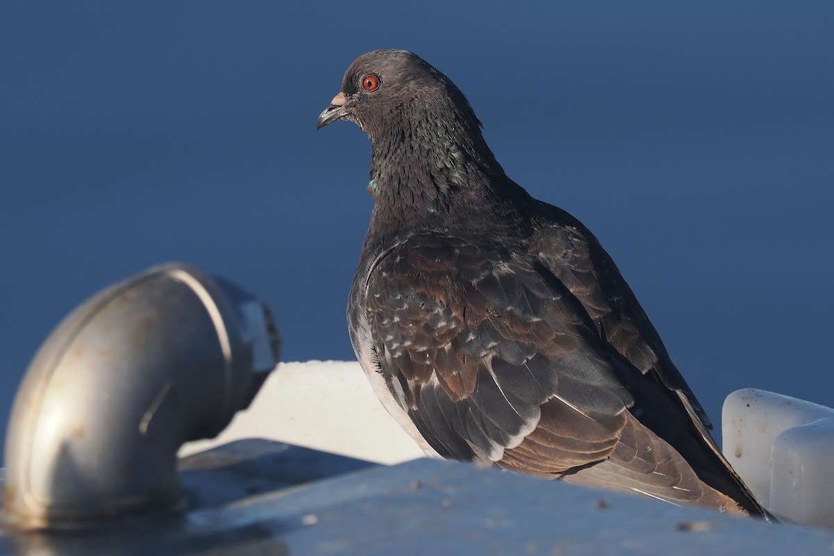 Rock Pigeon (Feral Pigeon) - ML624225640