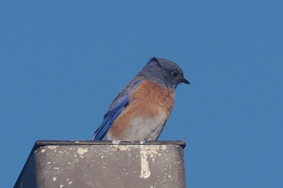 Western Bluebird - ML624225658