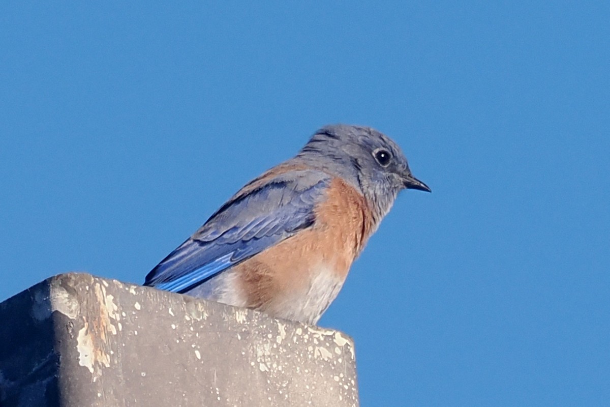 Western Bluebird - ML624225659