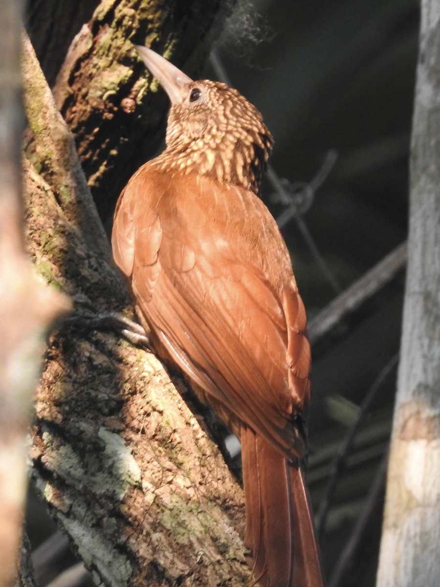 Buff-throated Woodcreeper - ML624225660