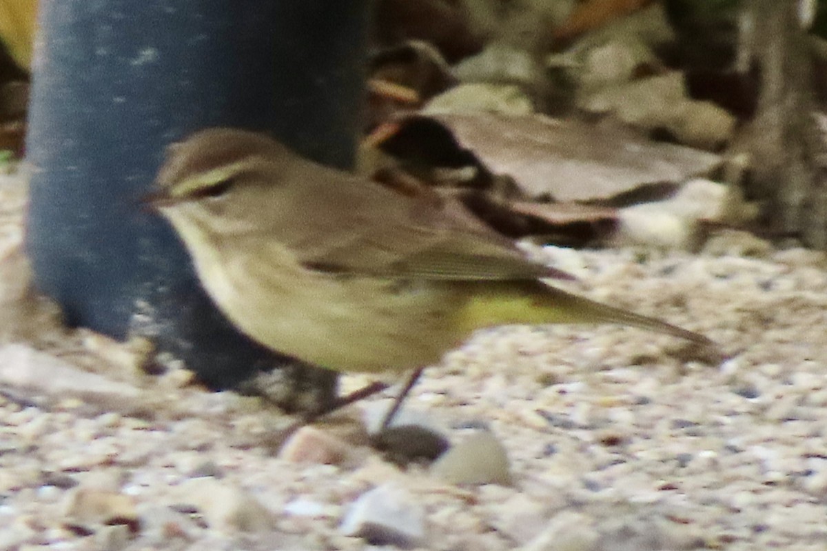 Palm Warbler - ML624225664