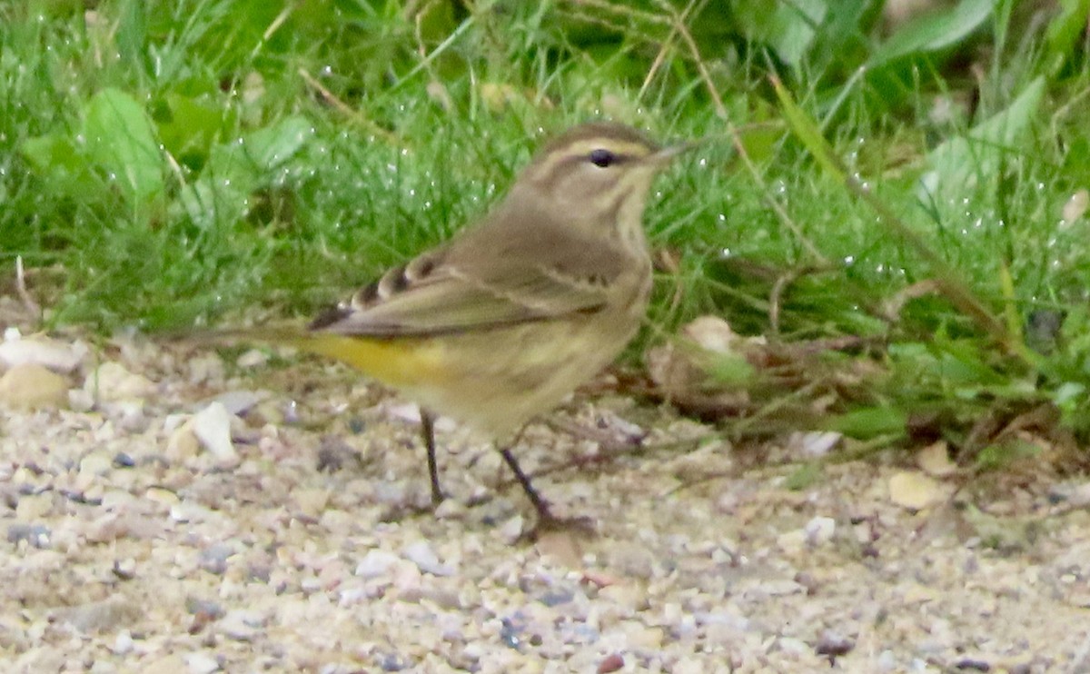 Palm Warbler - ML624225665