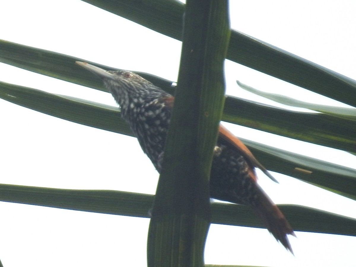 Point-tailed Palmcreeper - ML624225670