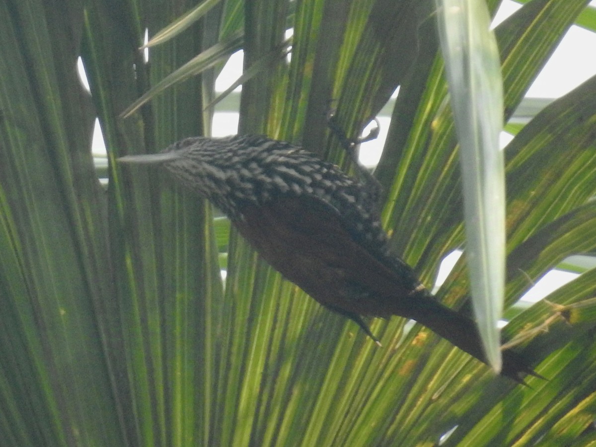 Point-tailed Palmcreeper - ML624225671