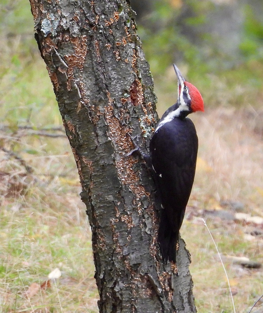 Pileated Woodpecker - ML624225692