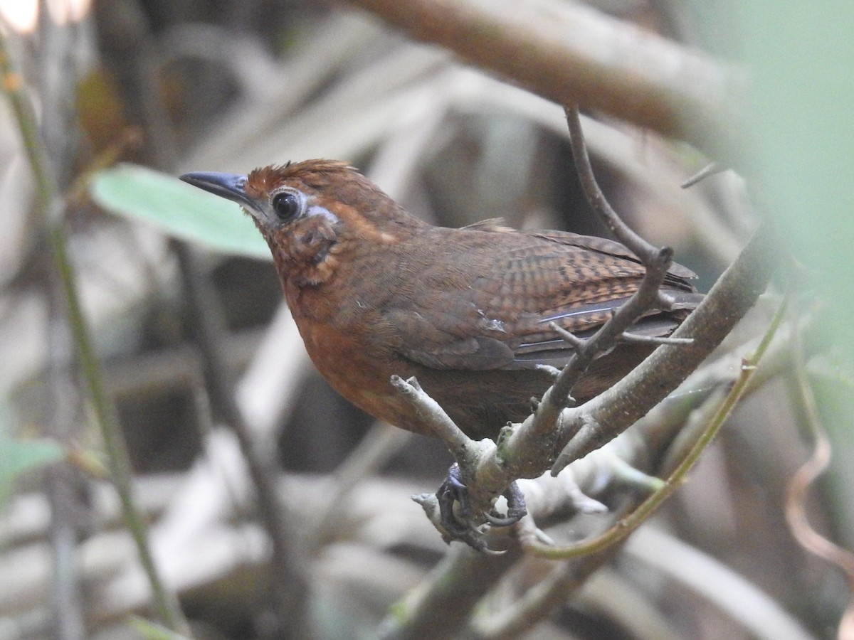 Musician Wren - ML624225694