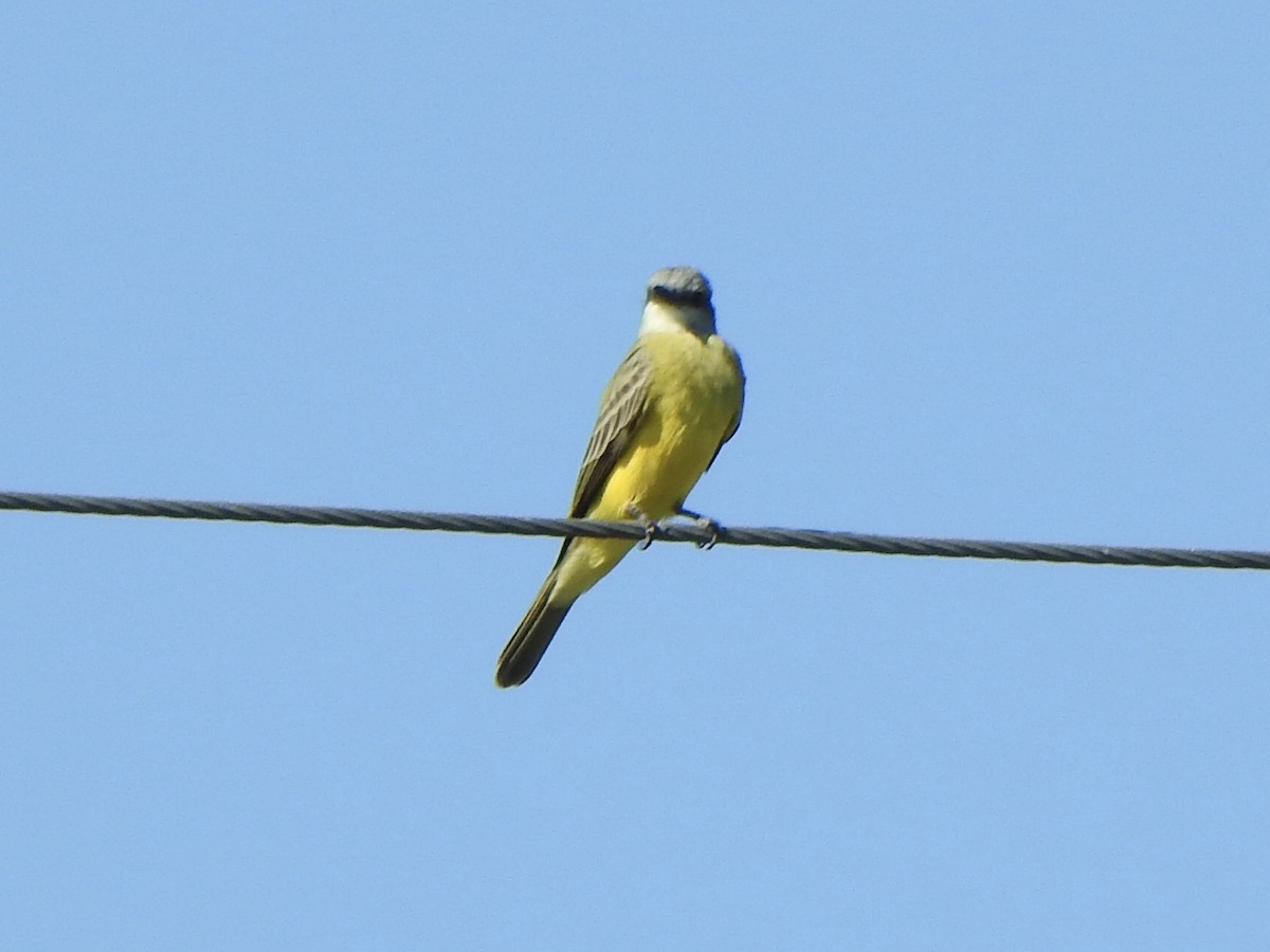 Tropical/Couch's Kingbird - ML624225696